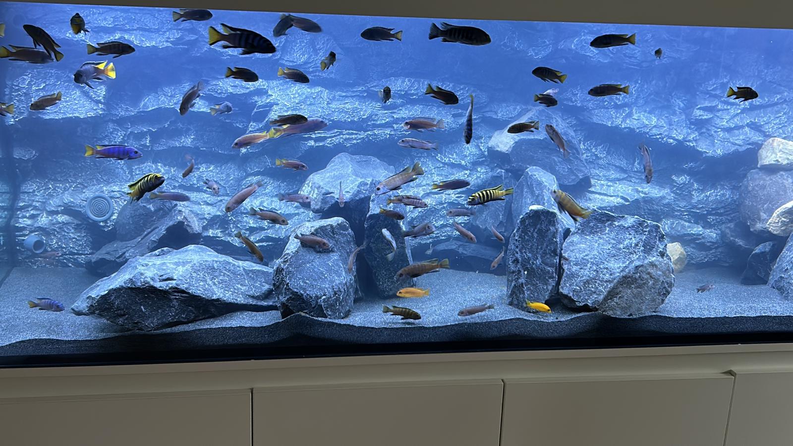 Aquariumr�ckwand AR-Stone Alimar