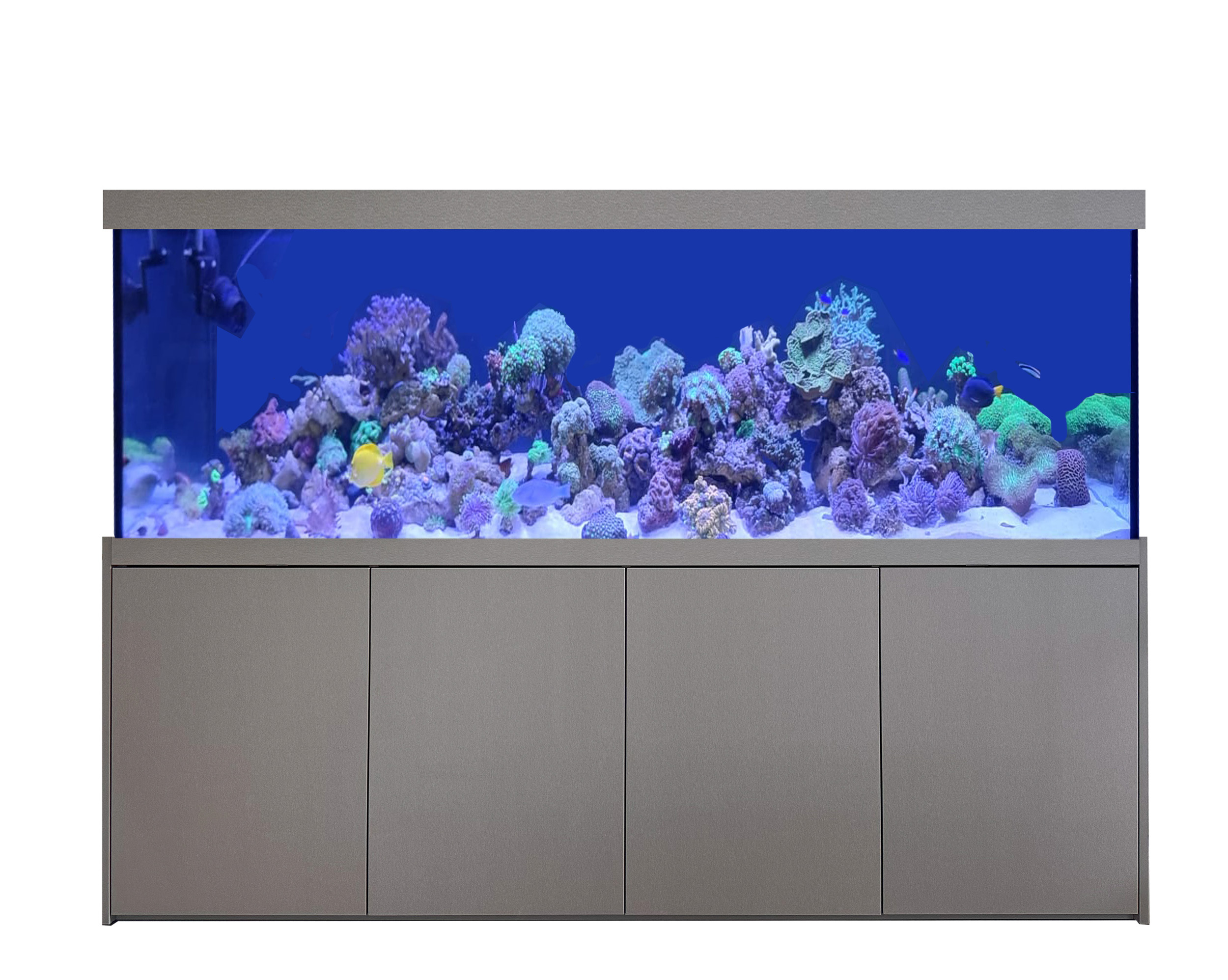 Prestige-Star 180 cm