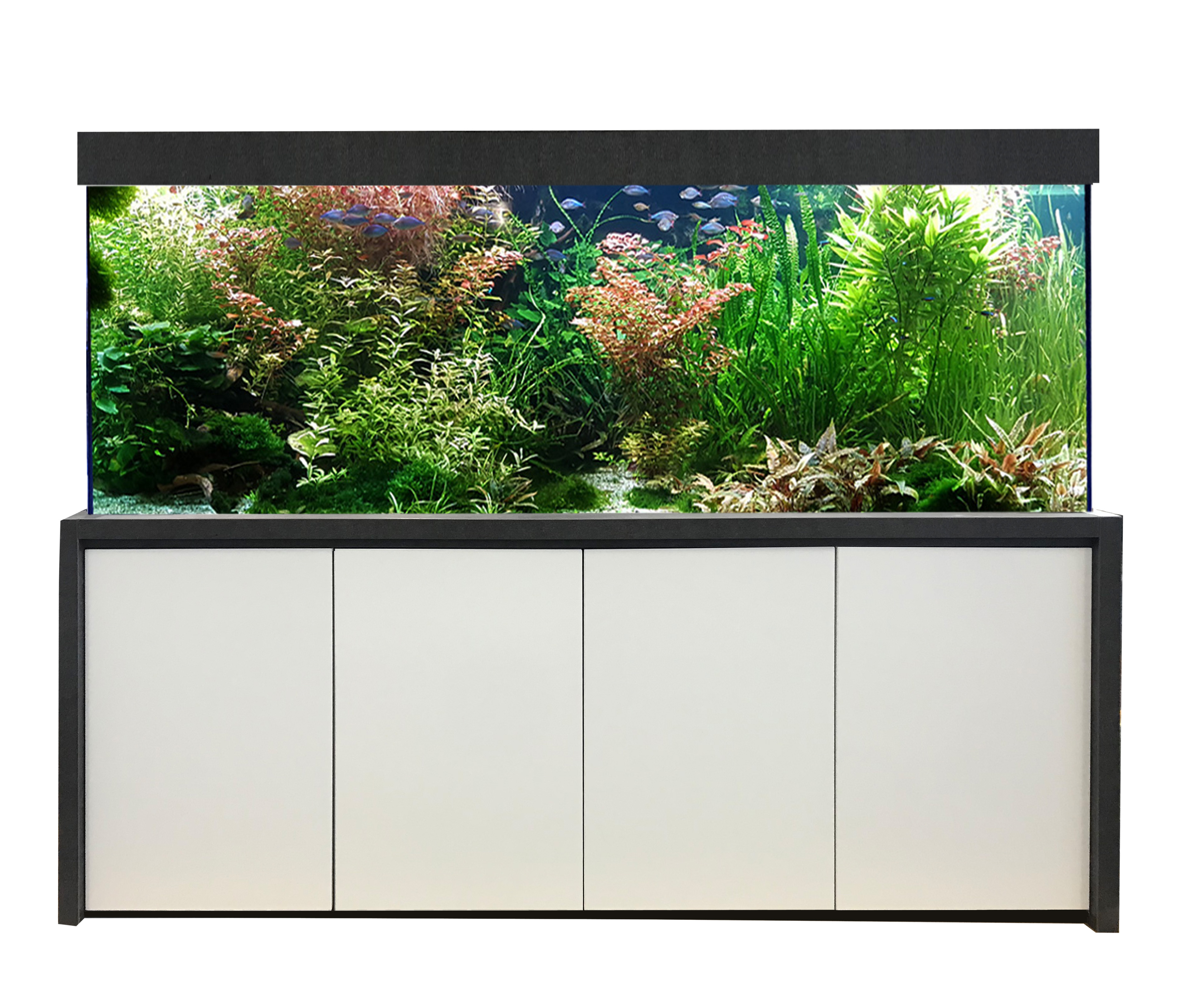 Premium-Star 180 cm