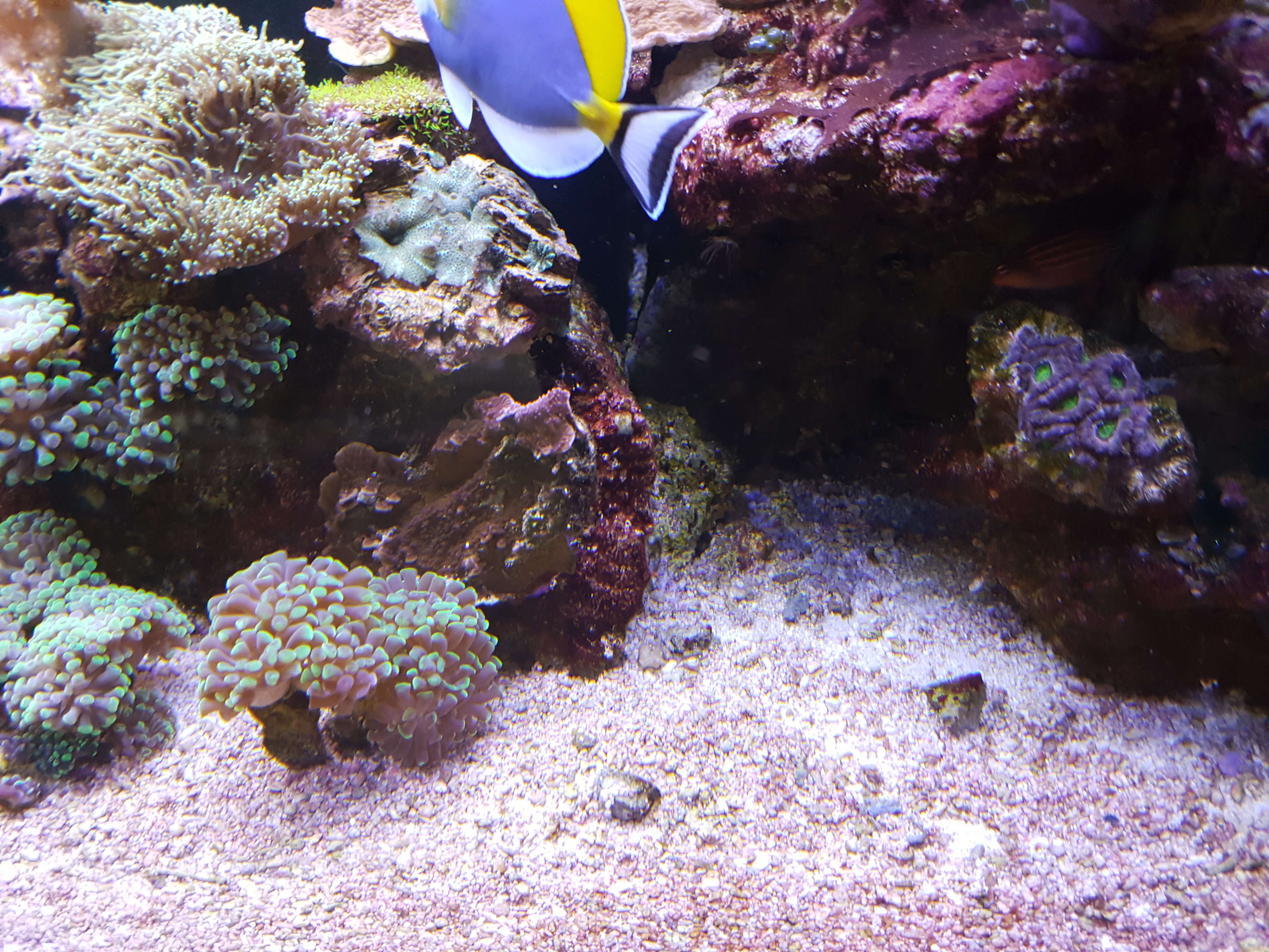 Steine f�r Meerwasseraquarien