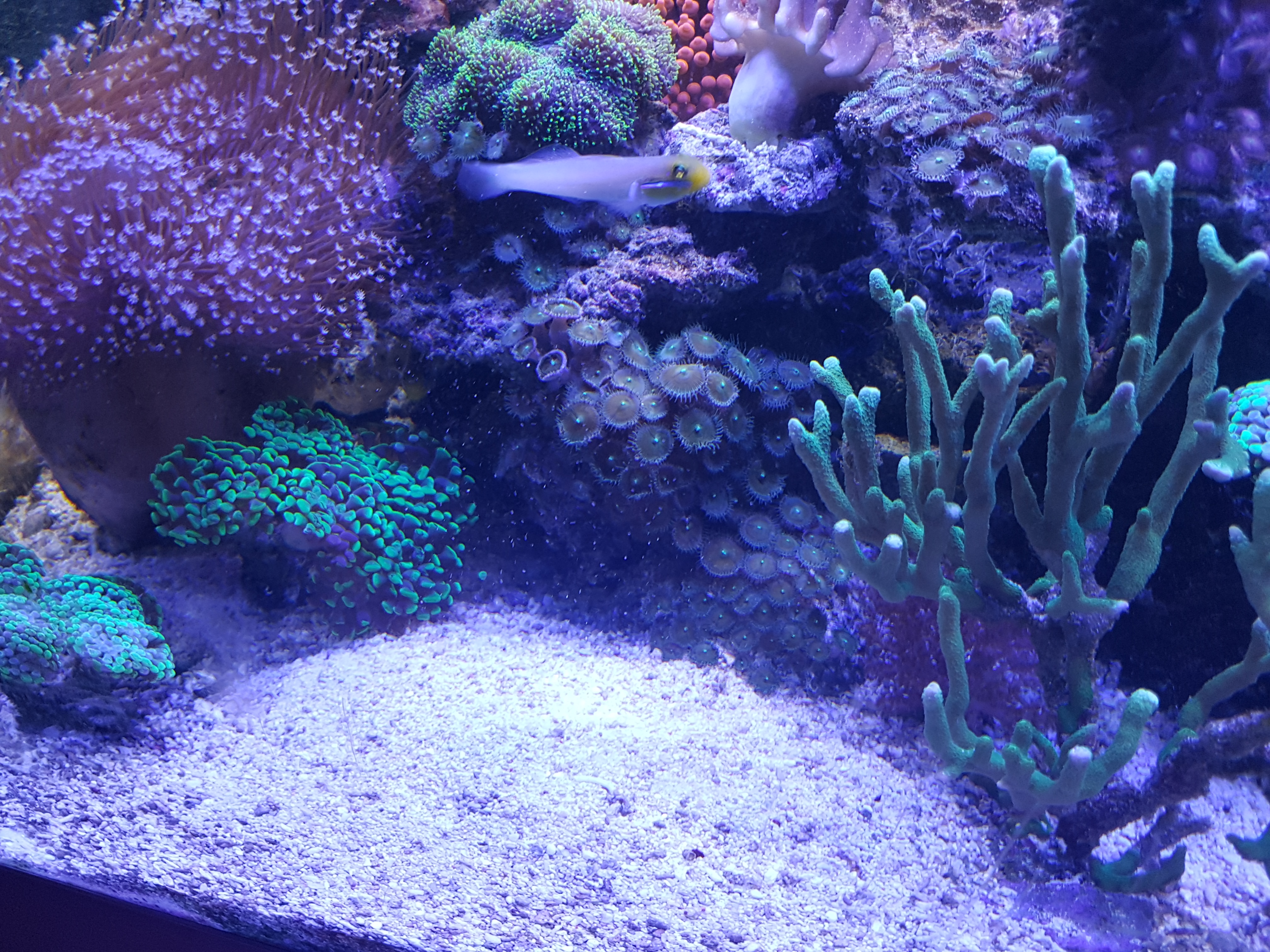 Bodengrund f�r Meerwasseraquarien